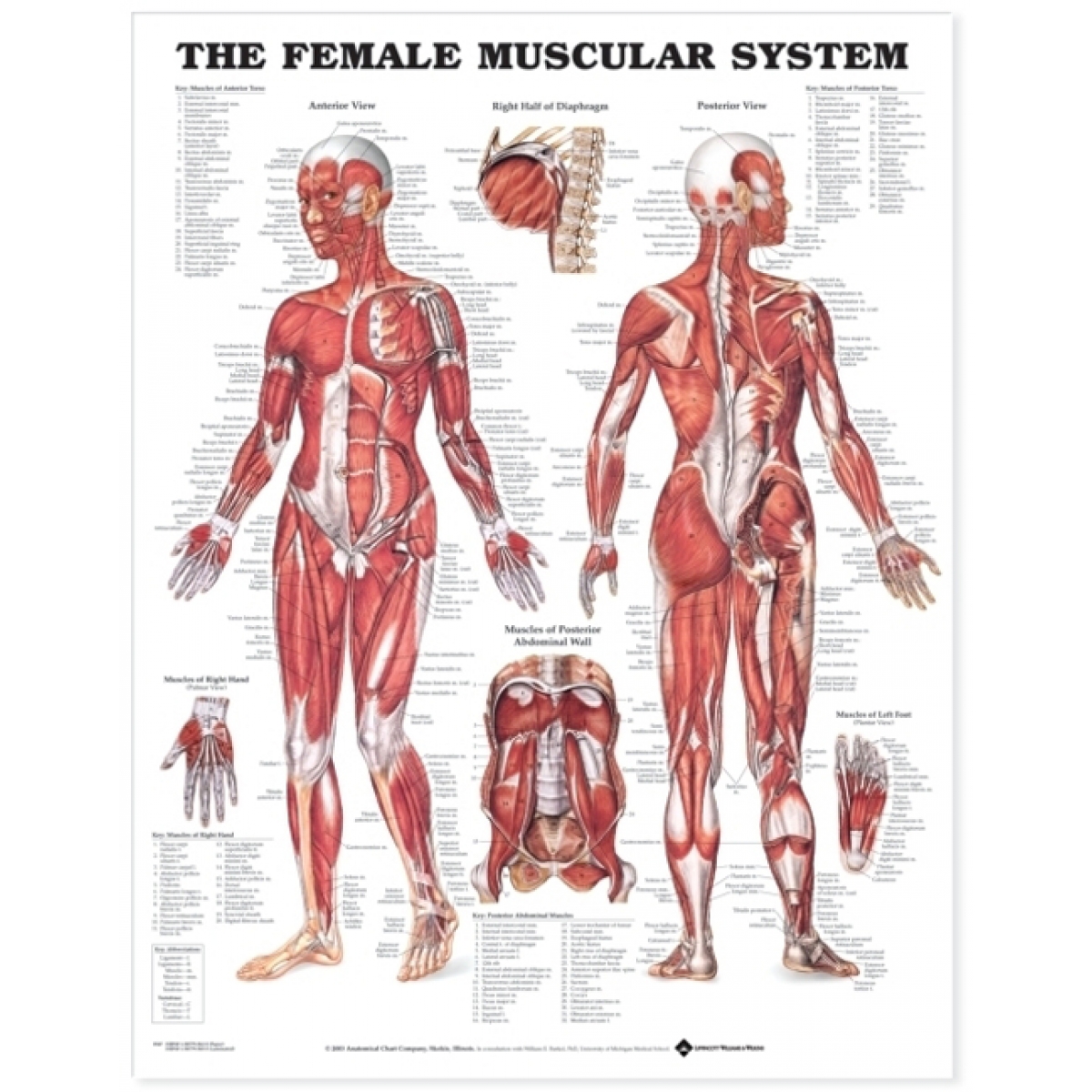 The Female Muscular System Chart (52x70cm) With Special Rigid